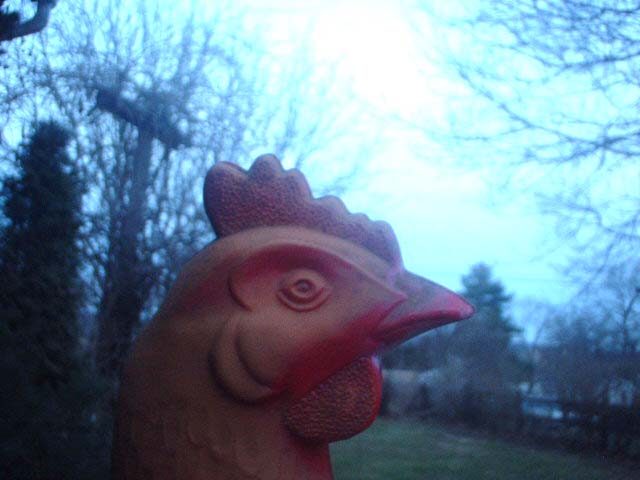 Chicken at Dusk