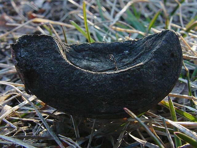 charred slice of hickory nut husk