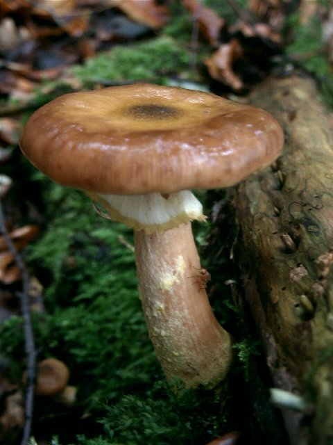 Bug on mushroom