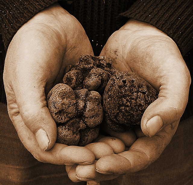 The first truffles, just on time.