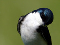 Free As A Bird