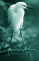 You say you've seen the seven wonders and your bird is green...