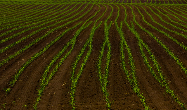 Strawberry Fields Forever