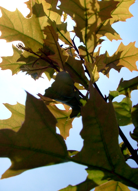 Ain't nothin shakin but the leaves on a tree