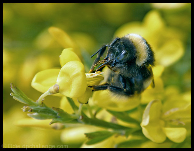 A Taste Of Honey