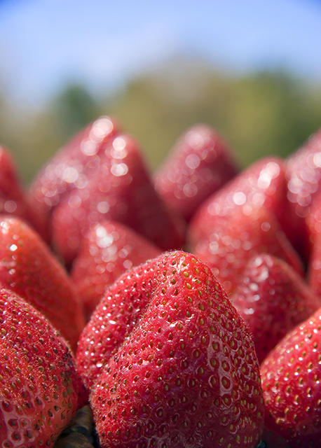 Strawberry Fields Forever