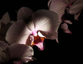 Orchid