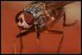 Portrait of a Fly