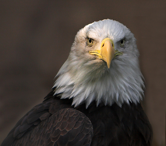 Eagle Eyed