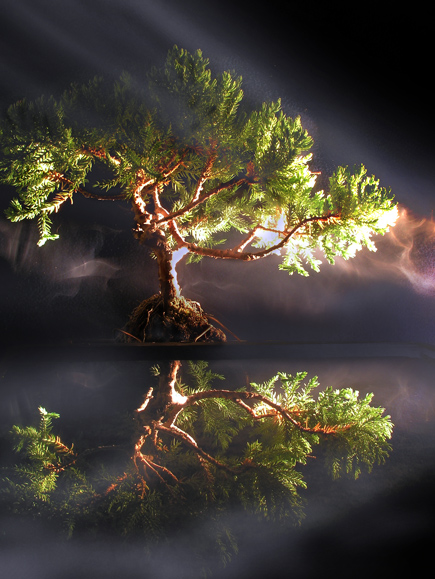 Juniper Bonsai in Early Morning Fog