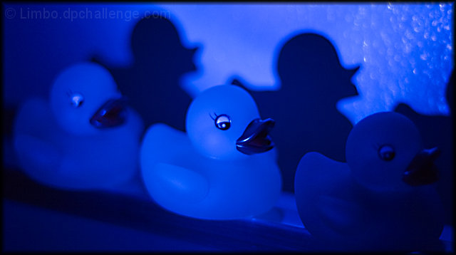 Blue Ducks Marching