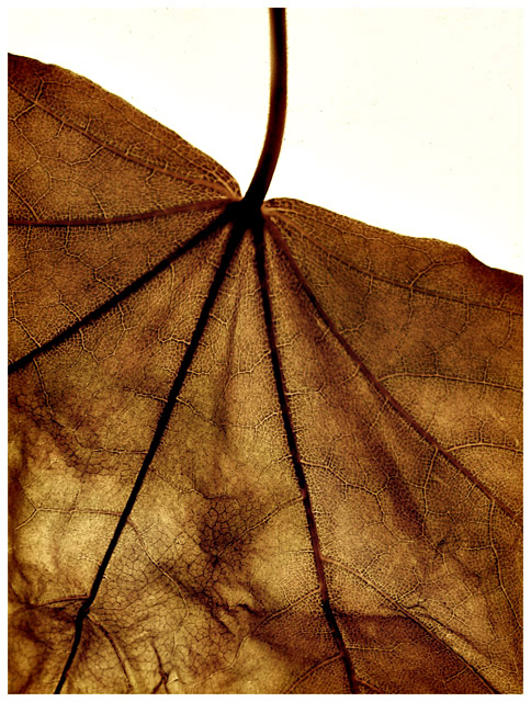 Senescence