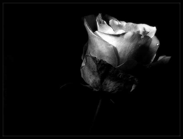 Defined Elegance