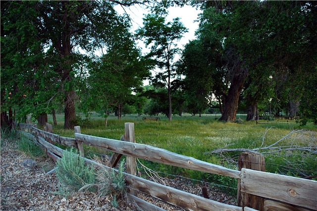 High Desert Meadow at Sunset (with flash fill)
