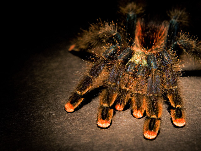 This thing literally jumped on my face while I was shooting it.