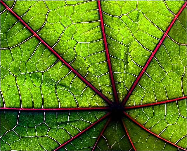 Castor Leaf