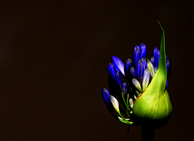 Night Light