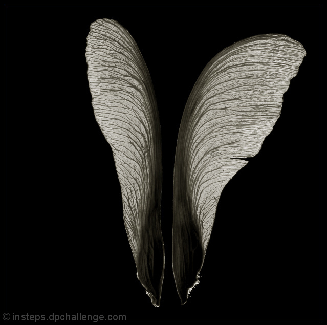 Maple Seed Pods