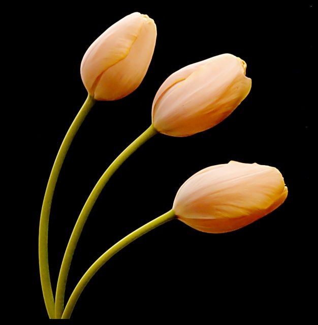 Tulips