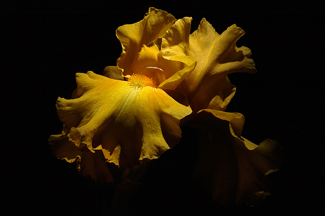 Golden Iris