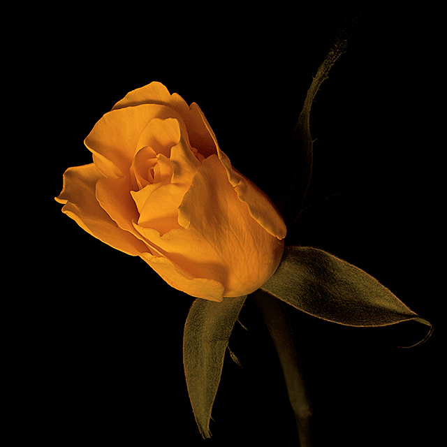 Yellow Rose