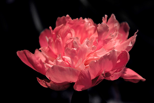 Spotlight Burst