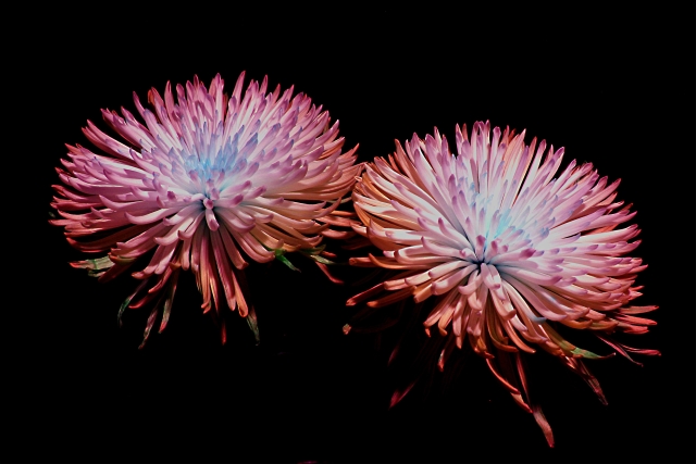 Floral Fireworks