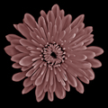 ...almost a Rose 2 (Duotones II)