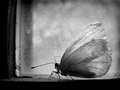 Moth in the Window