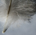 Feather - Light On White Challenge