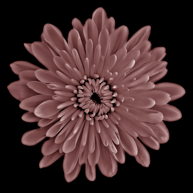 ...almost a Rose 2 (Duotones II)