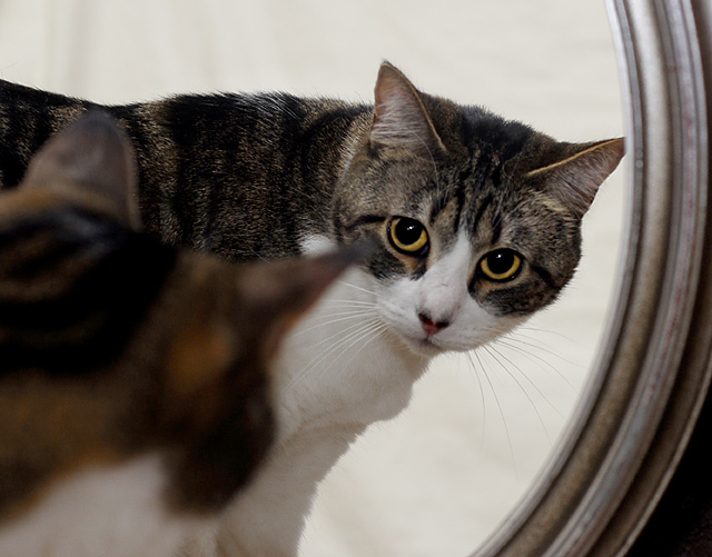Mirror, Mirror II