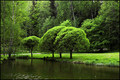 The Three Trees