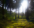 A Green Ground