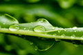 Wet