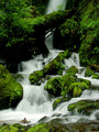 Olympic Rainforest