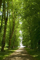 Ancient  Avenue