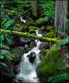 A Rainforest of Greens