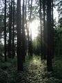 Trees and Leaves