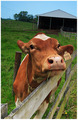 Green Grass....Moo