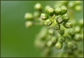Newborn Grapes