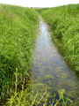 GreenWay for Ducks