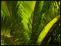 In The Jungle