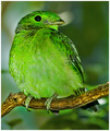 The Avian Emerald