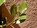 Leaves on Stucco
