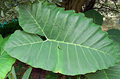 Big Leaf