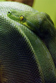 Green Tree Python