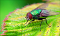 Green-Fly