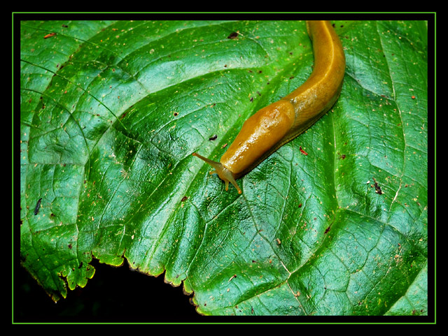 Full of green, feeling slugish.
