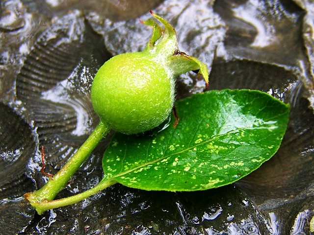 Little Green Apple